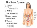 27. Renal Anatomy