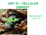 unit iii – cellular energy