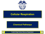 Chapter 9 Cellular Respiration