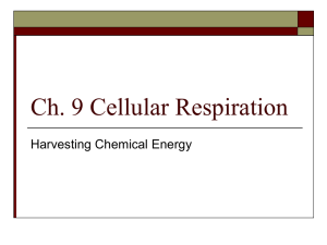 Ch. 9 Cellular Respiration