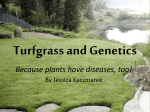 Turfgrass and Genetics