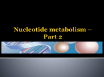 5-2 Necleotide Metabolism (pyrimidine) - Home