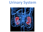 Urinary System_student handout[1].