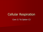 Cellular Respiration