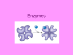 Enzymes - Solon City Schools