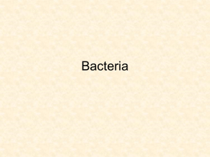 Bacteria powerpoint notes