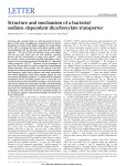 LETTER Structure and mechanism of a bacterial sodium-dependent dicarboxylate transporter