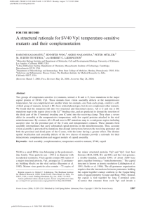 A structural rationale for SV40 Vp1 temperature-sensitive mutants and their complementation