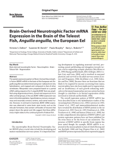 Brain-Derived Neurotrophic Factor mRNA Expression in the Brain of the Teleost