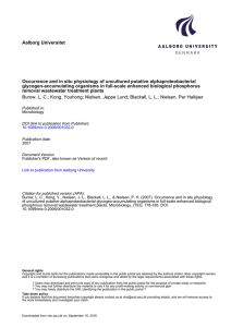 Aalborg Universitet Occurrence and in situ physiology of uncultured putative alphaproteobacterial