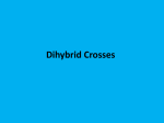 5-Dihybrids Notes
