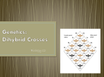 Genetics: Dihybrid Crosses