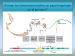 ¿Tienen los elementos móviles un papel regulador en el genoma?