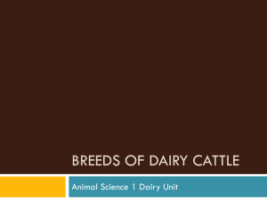 Breeds of Dairy Cattle