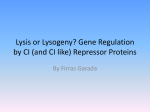 Lysis or Lysogeny? Gene Regulation by CI (and CI