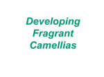 Fragrant Camellias - Pensacola Camellia Club