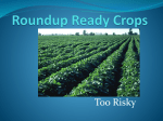 Roundup Ready Crops