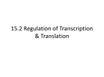 15.2 Regulation of Transcription & Translation