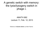 the lysis/lysogeny switch in phage \lambda