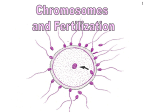 Chromosomes and Fertilization