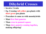 Dihybrid Crosses Involve 2 traits Eg. Crossing tall