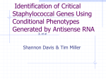 Identification of Critical Staphylococcal Genes Using Conditional