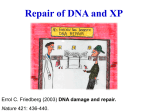 Xeroderma Pigmentosum (XP)