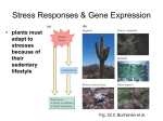 Stress Responses & Gene Expression