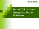 An Introduction to MaizeGDB
