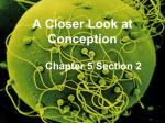 A Closer Look at Conception