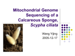 Mitochondrial Genome Sequencing of a Calcareous Sponge
