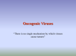 Oncogenic Viruses - California State University, Fullerton