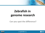 Zebrafish - yourgenome