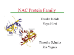 NAC Protein Family
