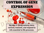 Control of Gene Expression - Downtown Magnets High School