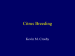 Citrus Breeding - Udayana University Official Website