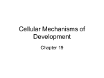 Cellular Mechanisms of Developement