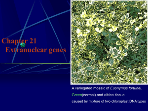 Chapter 21 Extranuclear genes