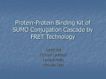 Protein-Protein Binding Kit of SUMO Conjugation Cascade by