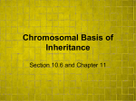 Chromosomal Basis of Inheritance - Canisteo