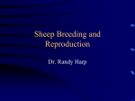 Sheep Breeding and Reproduction