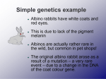 Rabbit genetics - BioTopics Website