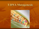 T-DNA Mutagenesis