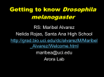 Getting to know Drosophila melanogaster