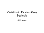 Variation in Eastern Gray Squirrels