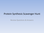 Protein Synthesis Scavenger Hunt