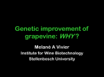 Genetic improvement of grapevine: WHY?