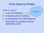 From Gene to Protein - South Kingstown High School