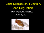 Gene Expression, Function, and Regulation