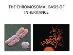 THE CHROMOSOMAL BASIS OF INHERITANCE